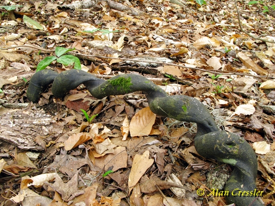 {Berchemia scandens}